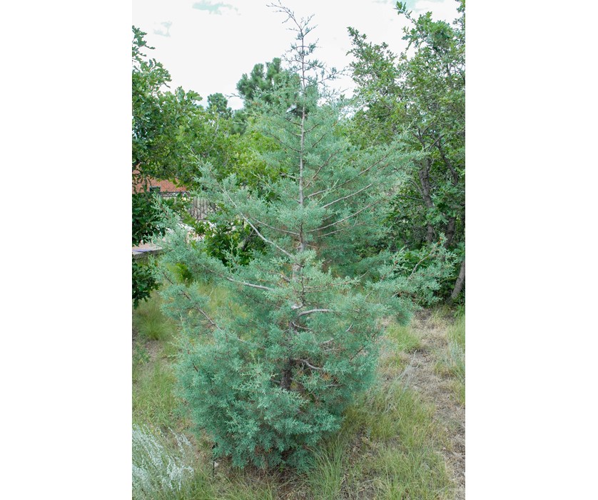 Arizona Cypress